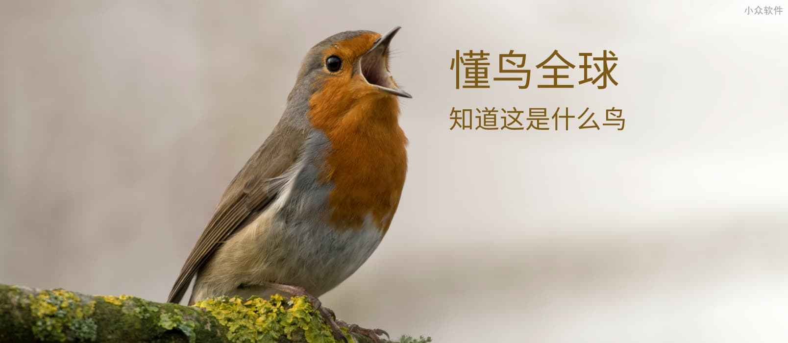 懂鸟全球 – 智能识别 10928 种鸟类名称[微信小程序/Web]