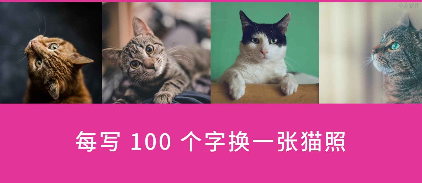 Written Kitten – 每输入100字，展示一张可爱的猫咪图片