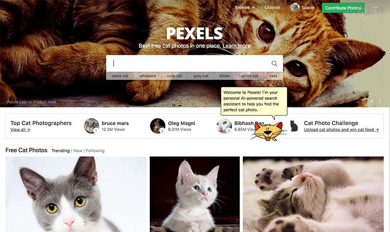 Pexels Cats - 吸猫、撸猫，这里管够 [Web/Chrome/Win/macOS] 1