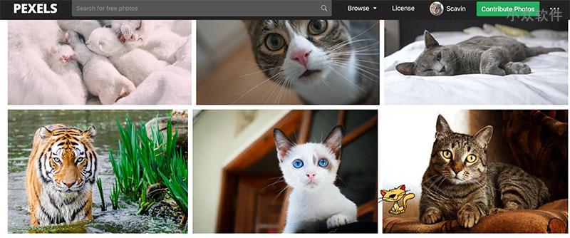 Pexels Cats - 吸猫、撸猫，这里管够 [Web/Chrome/Win/macOS] 2