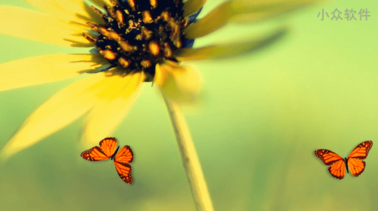 Butterfly On Desktop – 为桌面带来翩翩起舞的蝴蝶